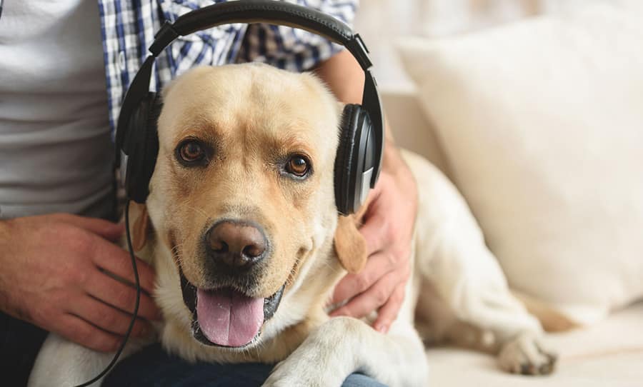 Pets spotify for