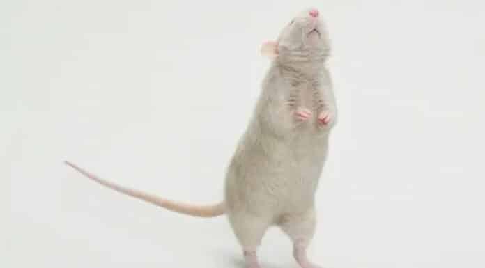 rats can dance 120-140 bpm