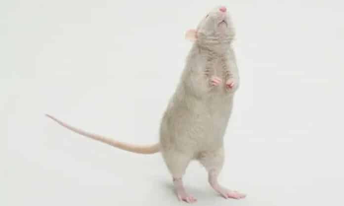 rats can dance 120-140 bpm