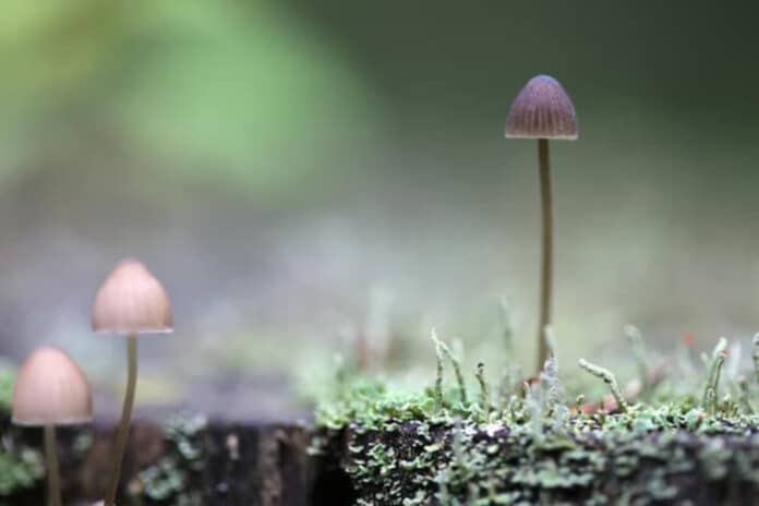 guide to identify and differentiate magic mushroom species