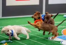 puppy bowl 2025 time