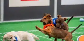 puppy bowl 2025 time