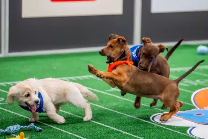 puppy bowl 2025 time