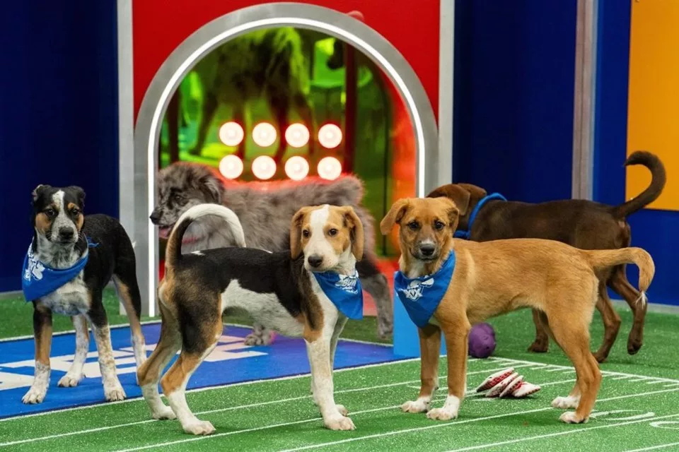 puppy bowl 2025 time